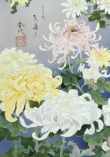 13204 - Kiku 12962 crop1  